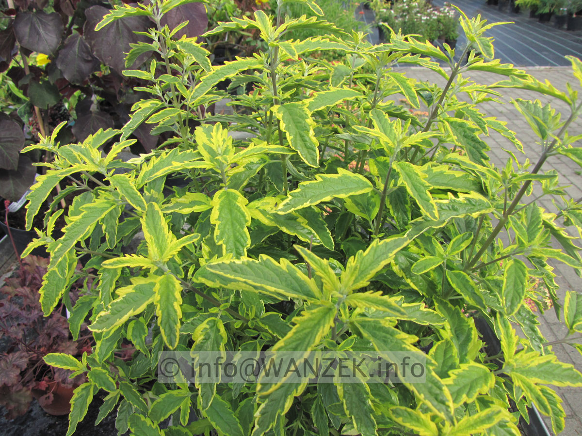 Caryopteris clandonensis Summer Sorbet 02.jpg